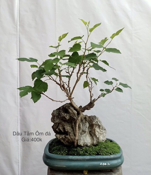 Cây bonsai - Bonsai Chu Thoong